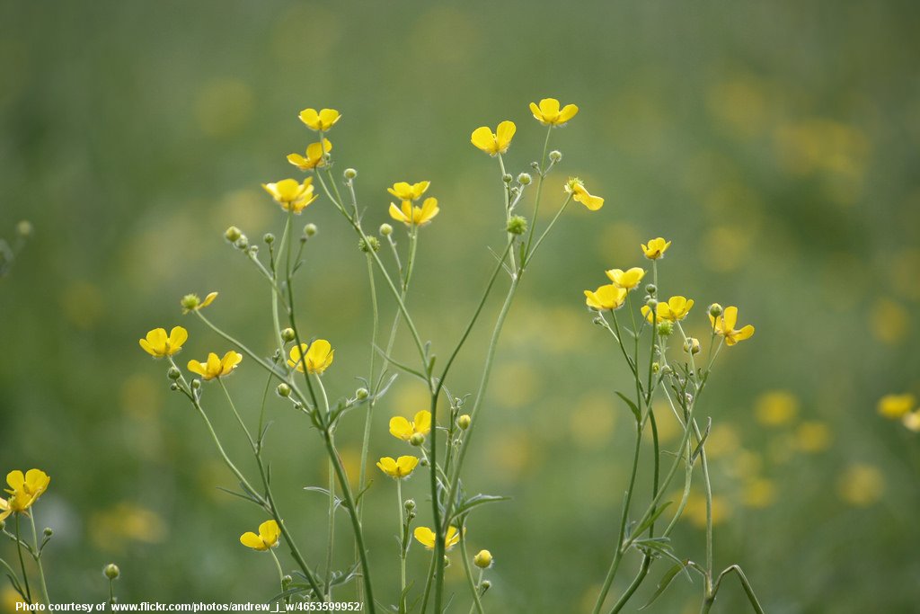 Buttercups-001-081218.jpg