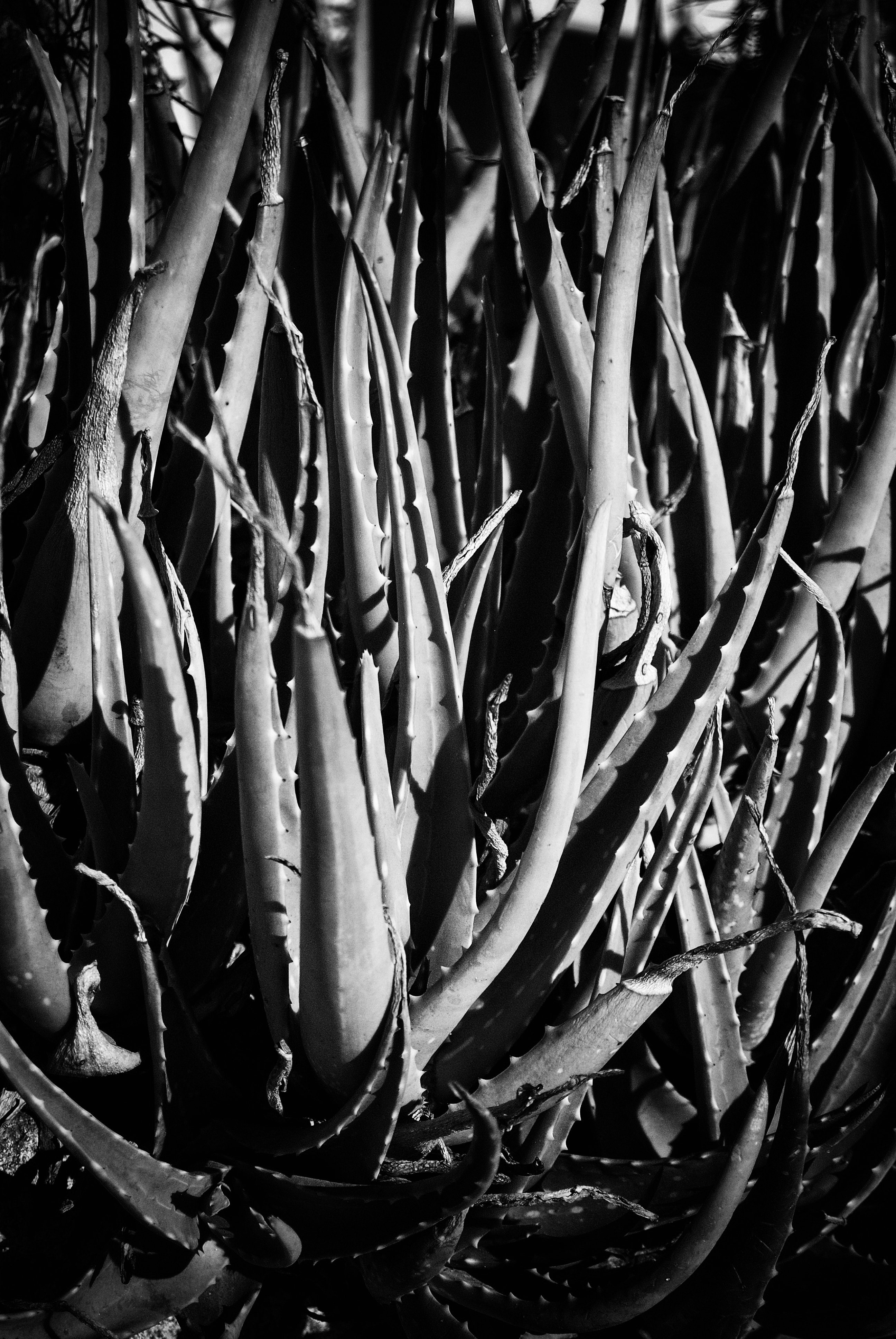 DSC_0493-01-01.jpeg