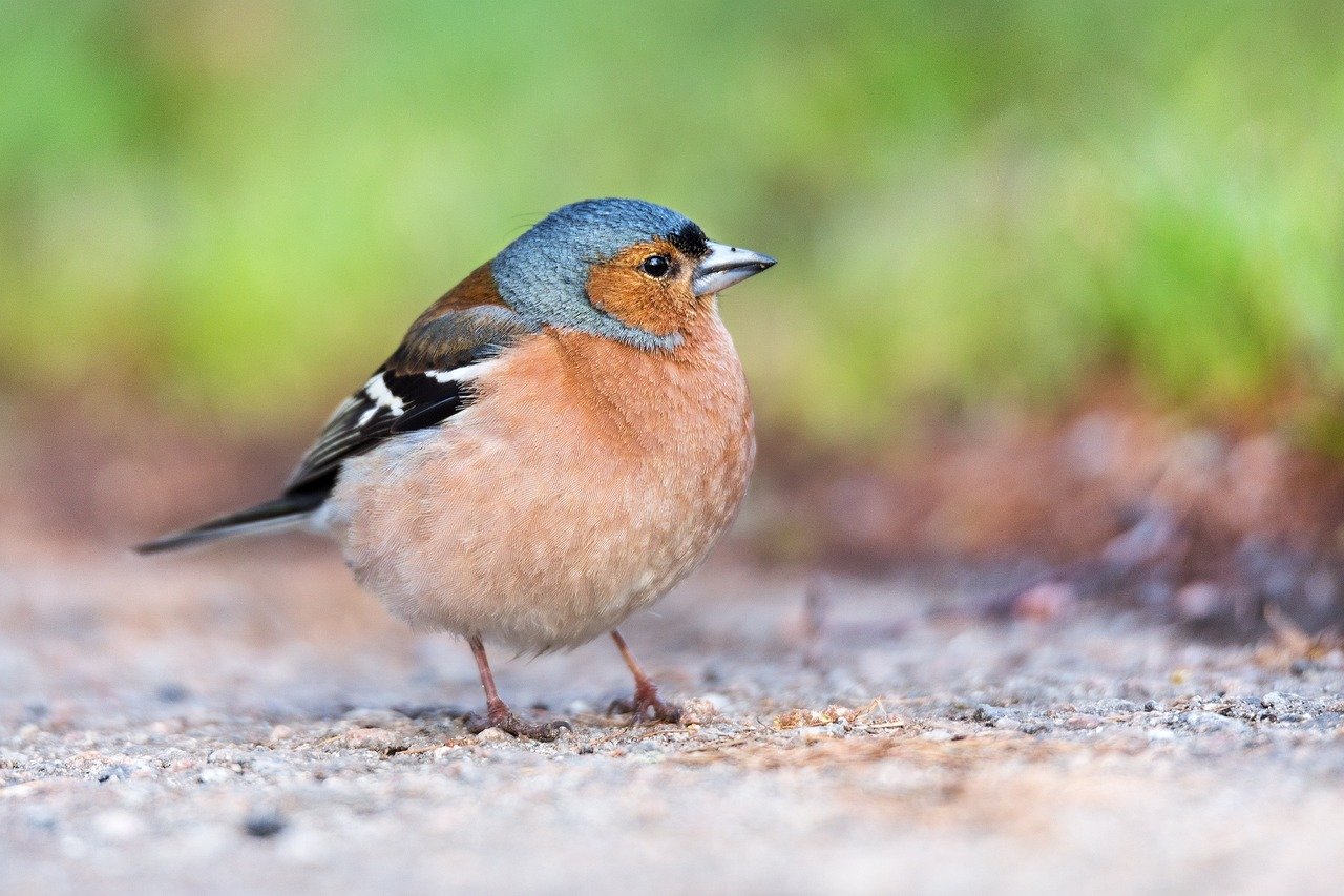 chaffinch-1420407_1280.jpg