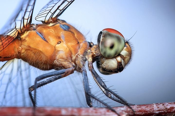 dragonfly-1122445__480.jpg