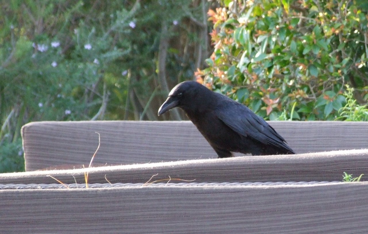 0816-Crow.jpg