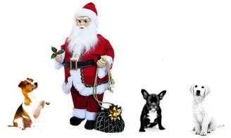 santa and dogs.jpg