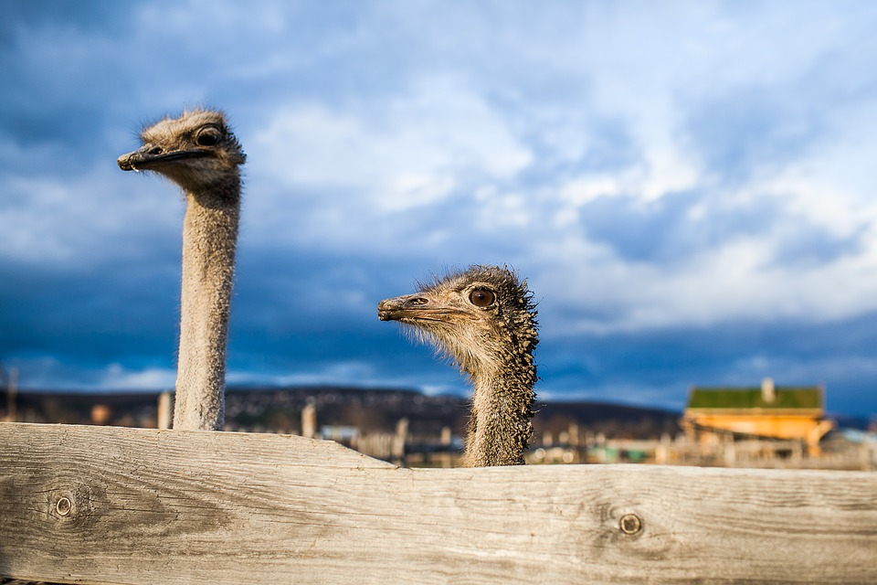 funny ostrich