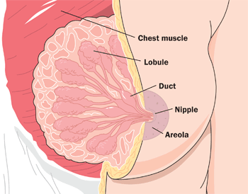 Breast-Diagram.gif