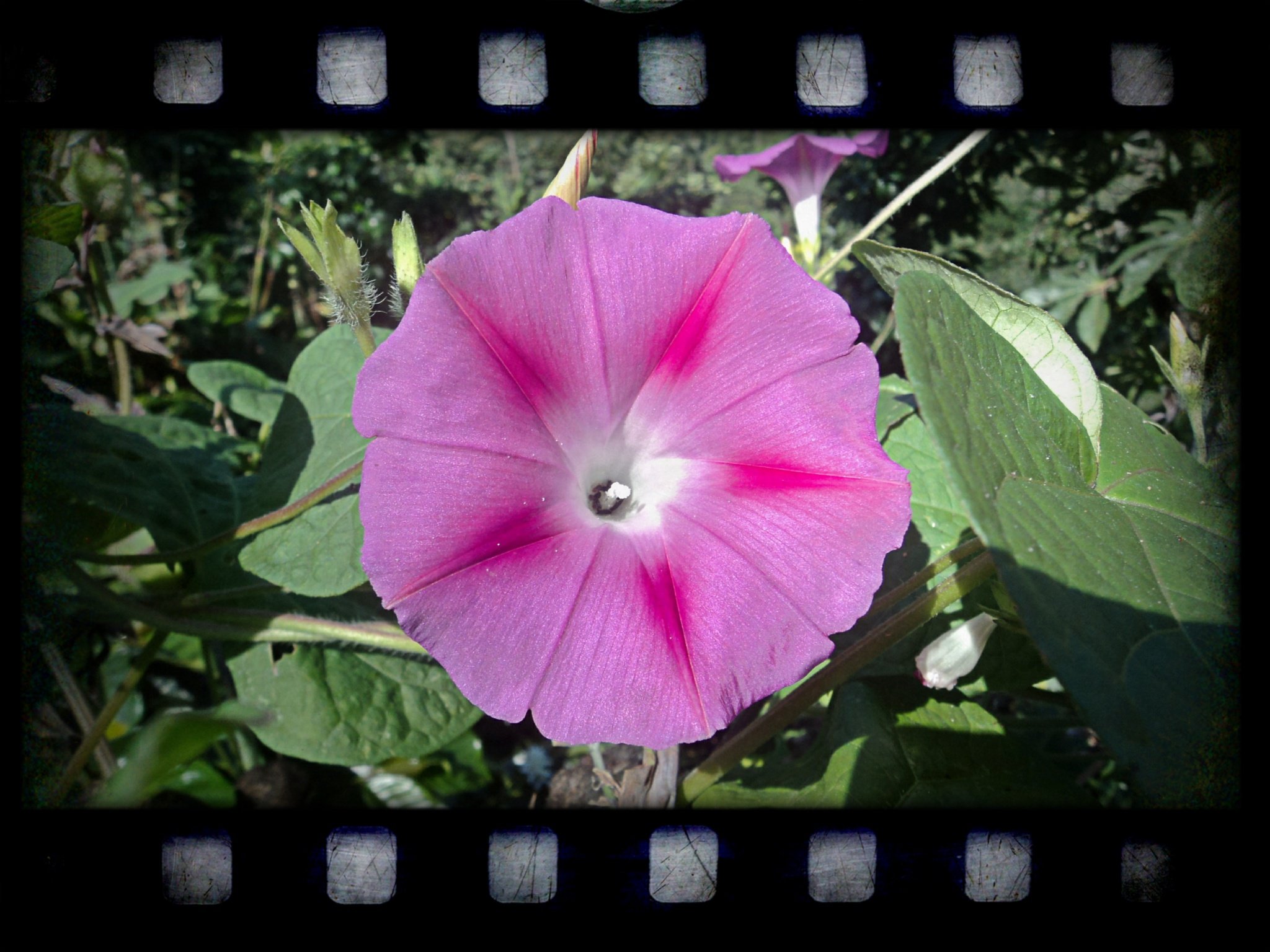 Henrry ortiz utima flor de Campanilla.JPG