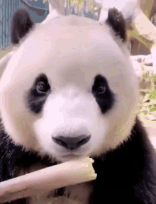 oso+panda+comiendo+brote+de+bambu.gif