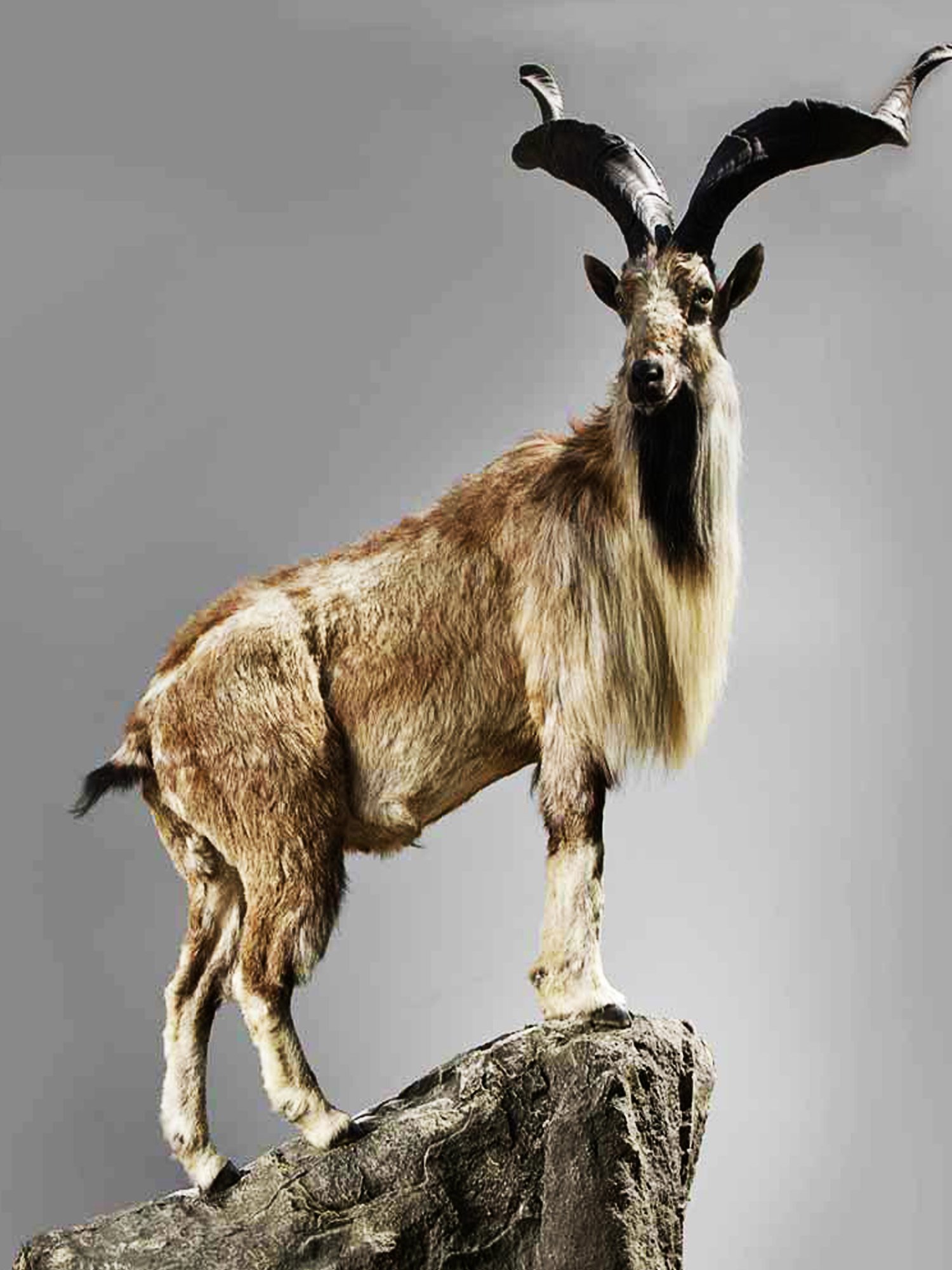 National Animal Of Pakistan Markhor Slidesharetrick