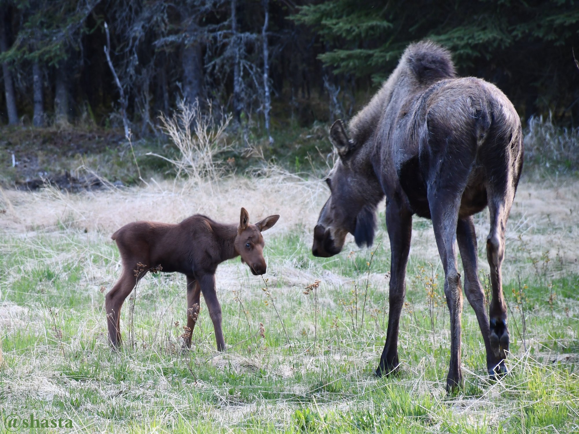 shasta11thjune2018june3rd47firstbabyinmyyard9io.jpg