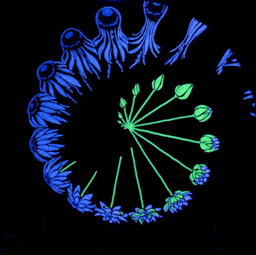 Flower to Jellyfish clock.gif