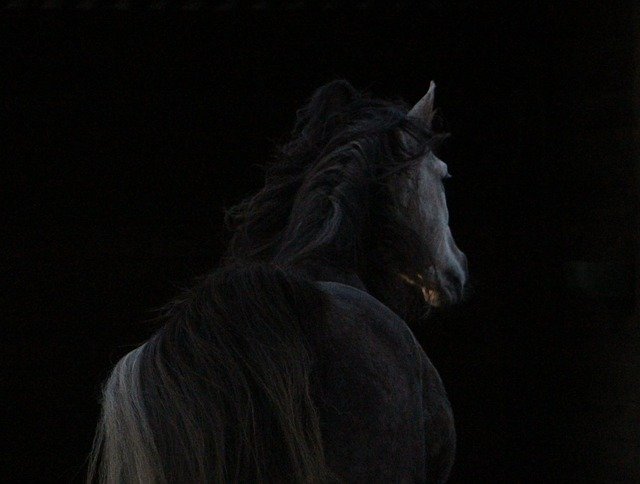 horse-943001_640.jpg