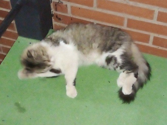 gato170822.jpg