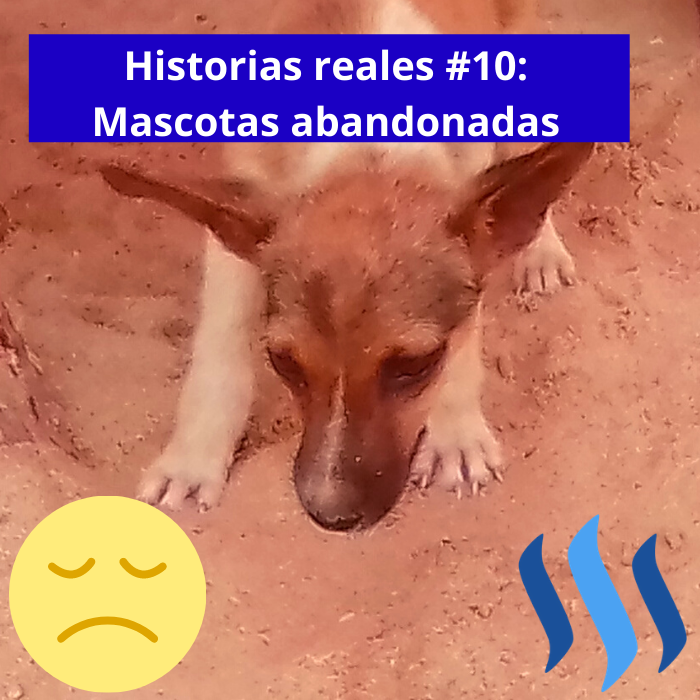 Historias reales #10_ Mascotas abandonadas.png