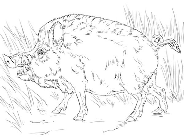 Animal 24 pig.jpg