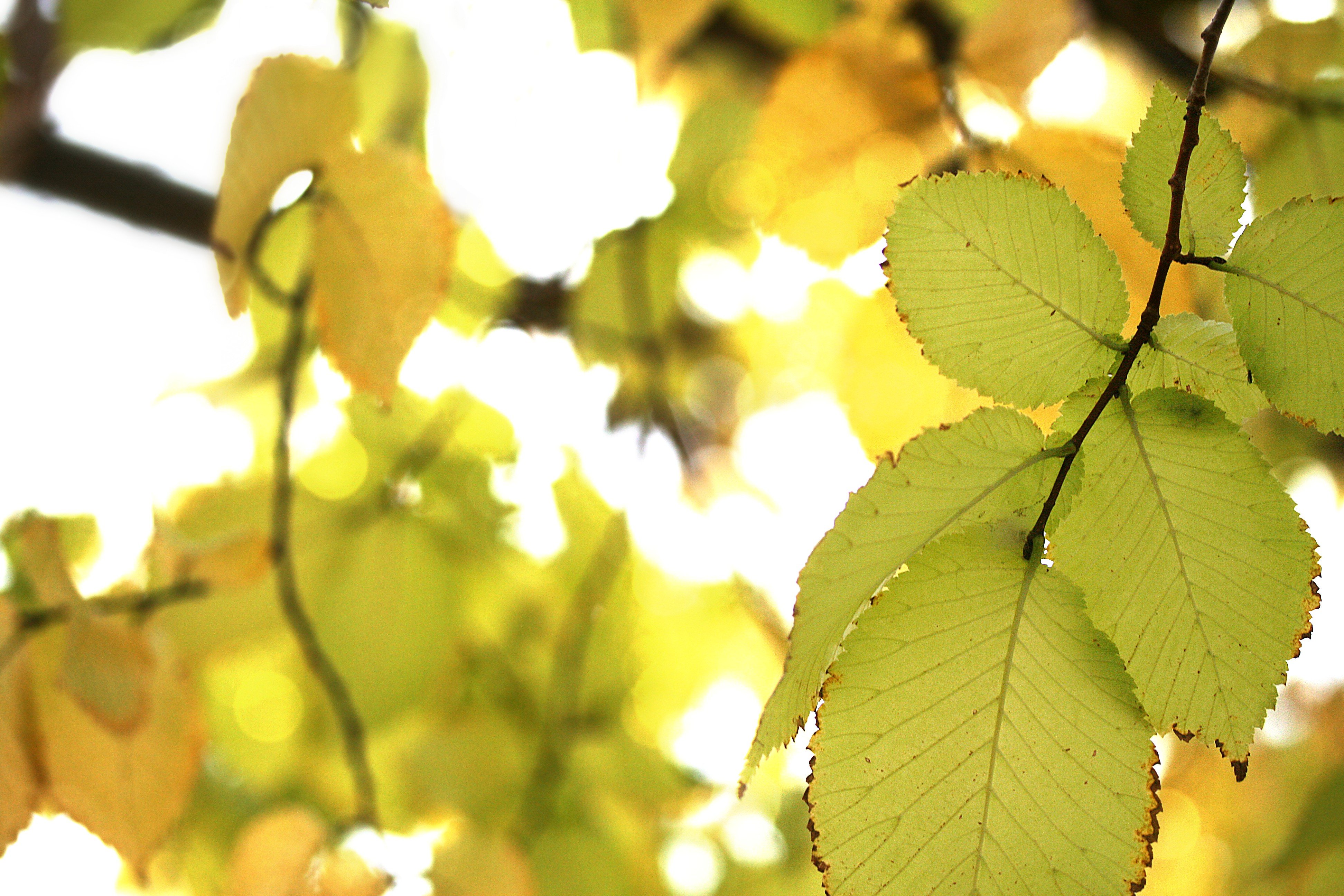 IMG_2946z.jpg