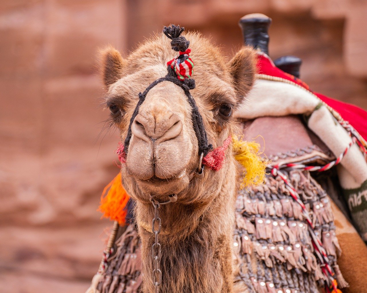 camel-4987056_1280.jpg