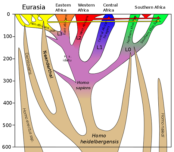 722px-Homo_sapiens_lineage.svg.png