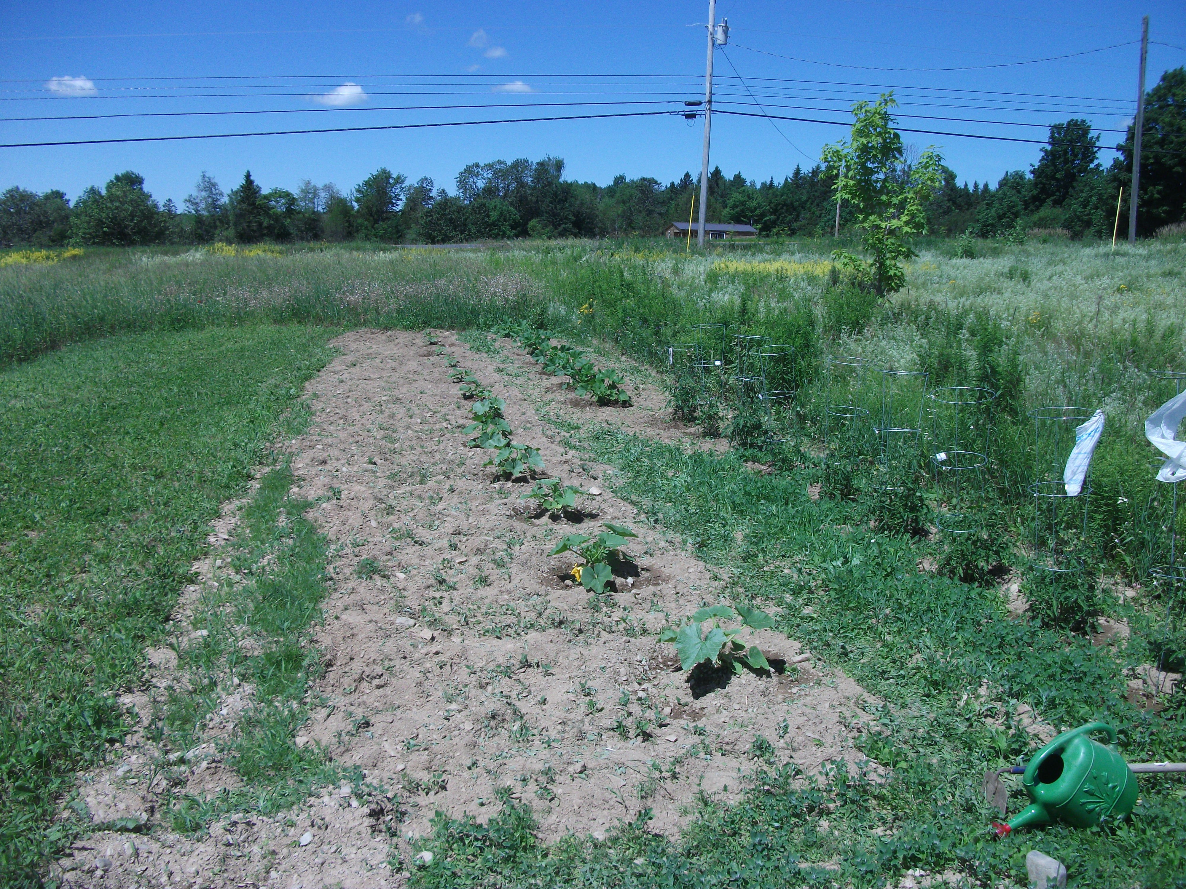 Winter squash 001.JPG