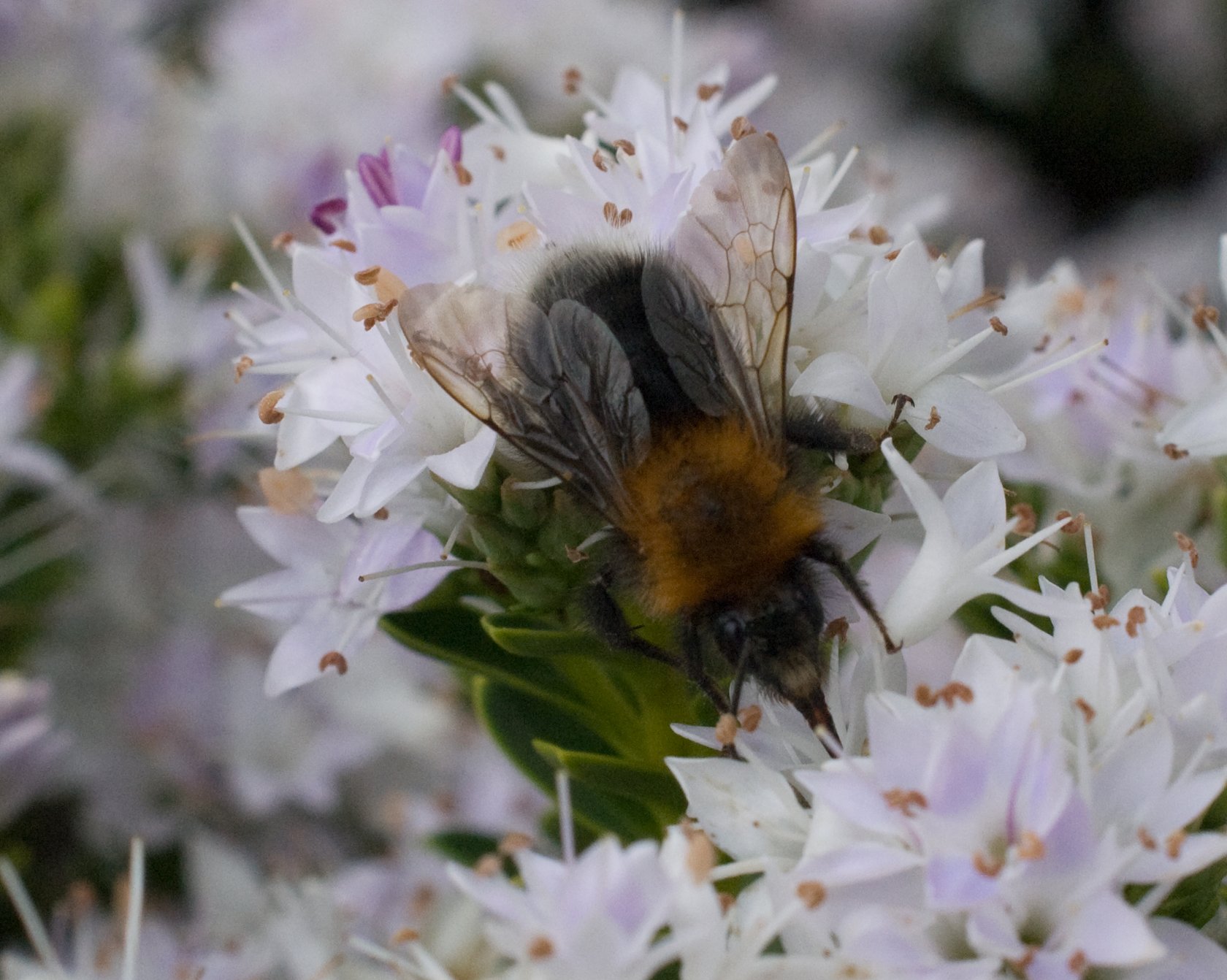 bee-nectar-05.jpg