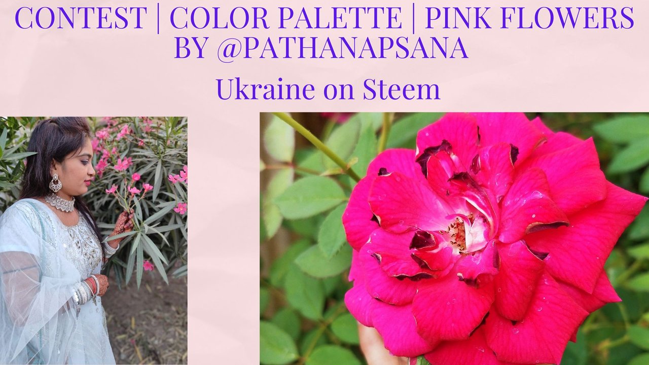 CONTEST  COLOR PALETTE  PINK FLOWERS BY @PATHANAPSANA.jpg