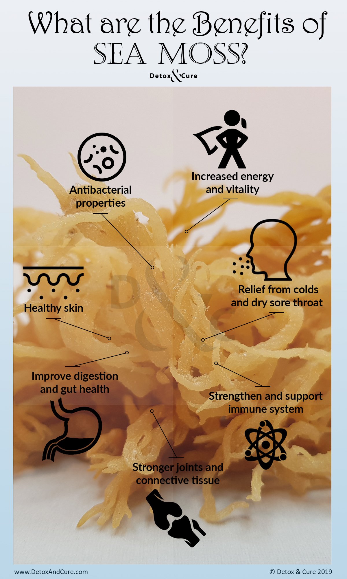 Top 10 Sea Moss Benefits For Skin Alkaline Vegan Lounge - Vrogue