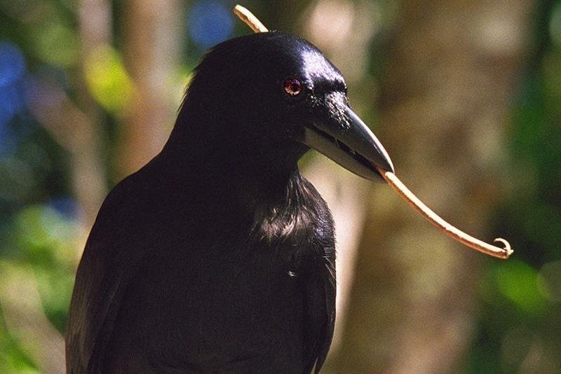 Beak-evolution-key-to-New-Caledonian-crows-tool-use.jpg