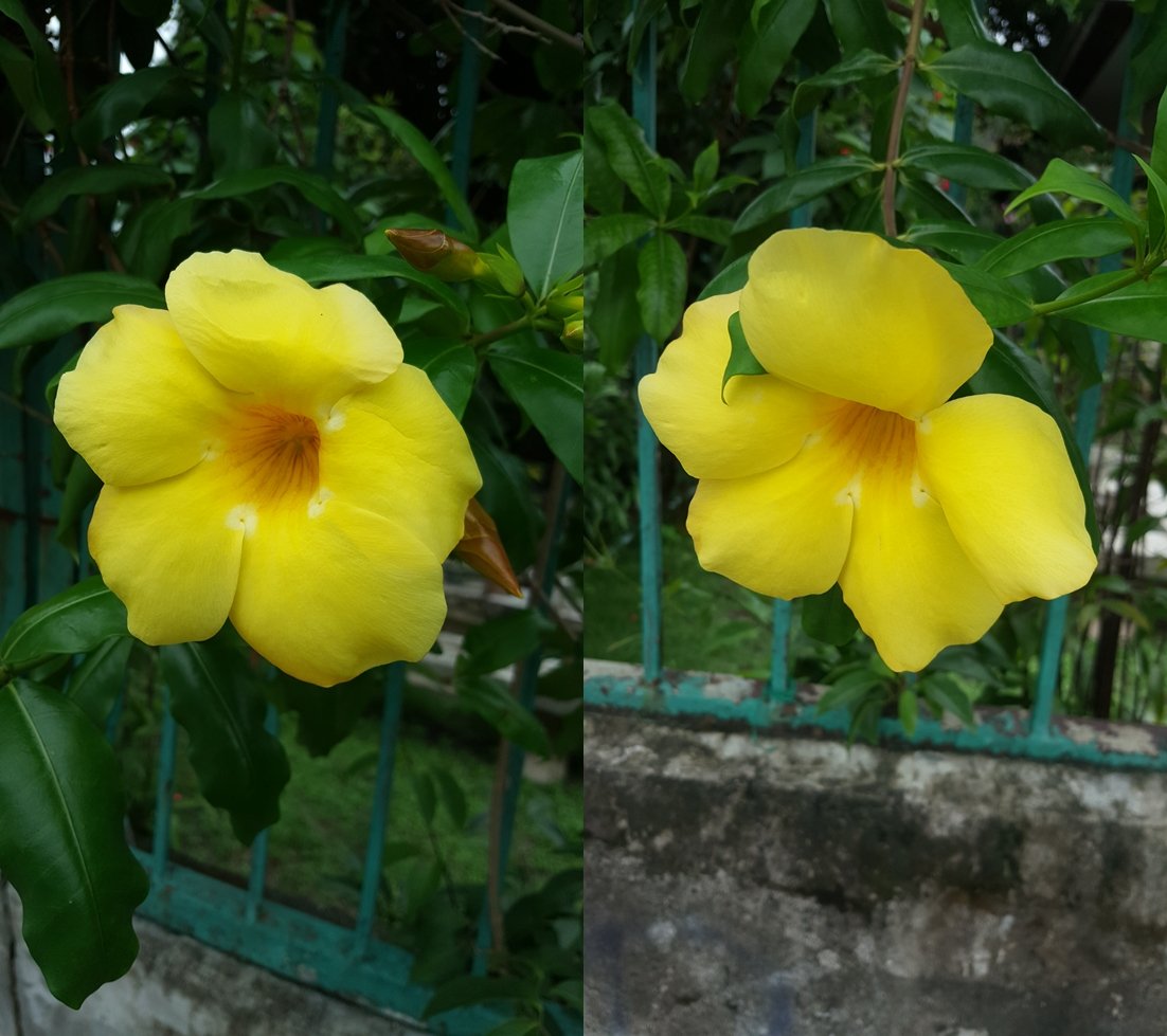 yellow bell.jpg