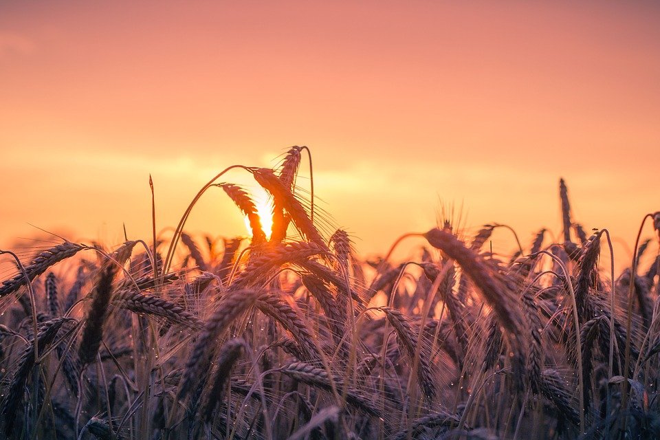 cornfield-2487602_960_720.jpg