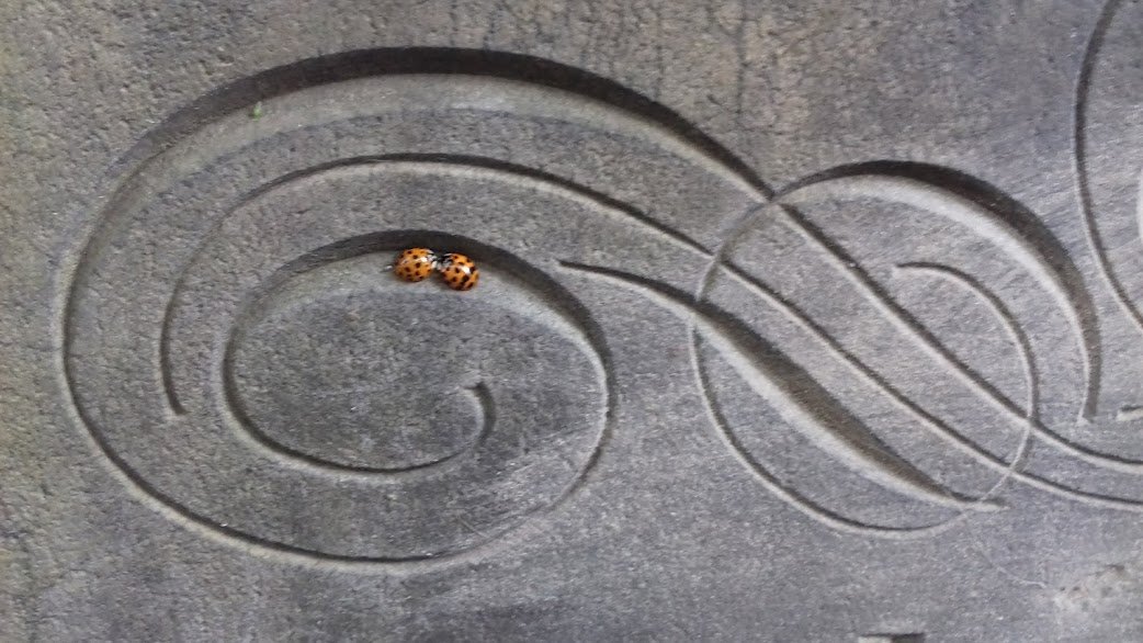 2%20ladybirds.jpg
