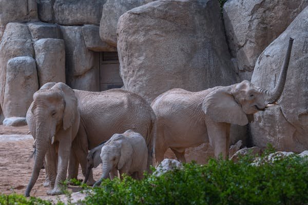 free-photo-of-african-elephants-in-valencia-zoo-exhibit.jpeg