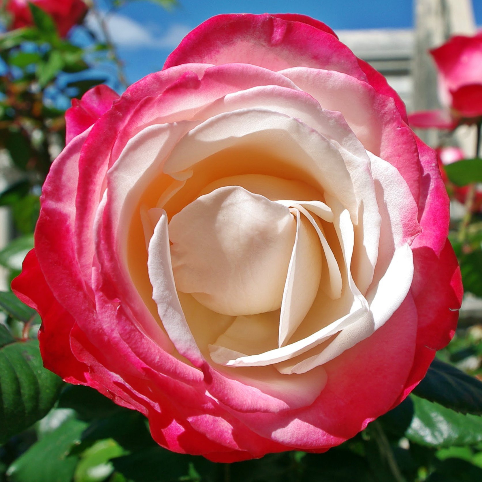 IMGP6877ab.jpg