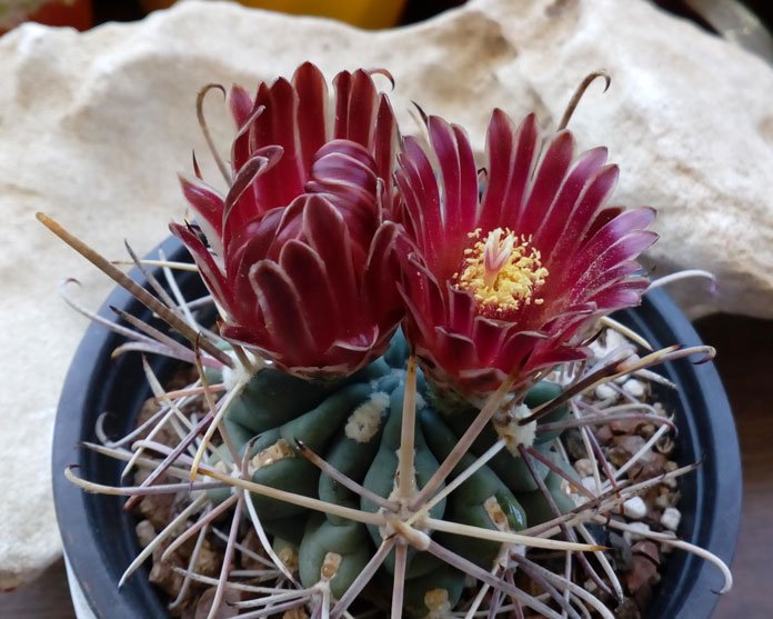 Sclerocactus-Склерокактус.jpg