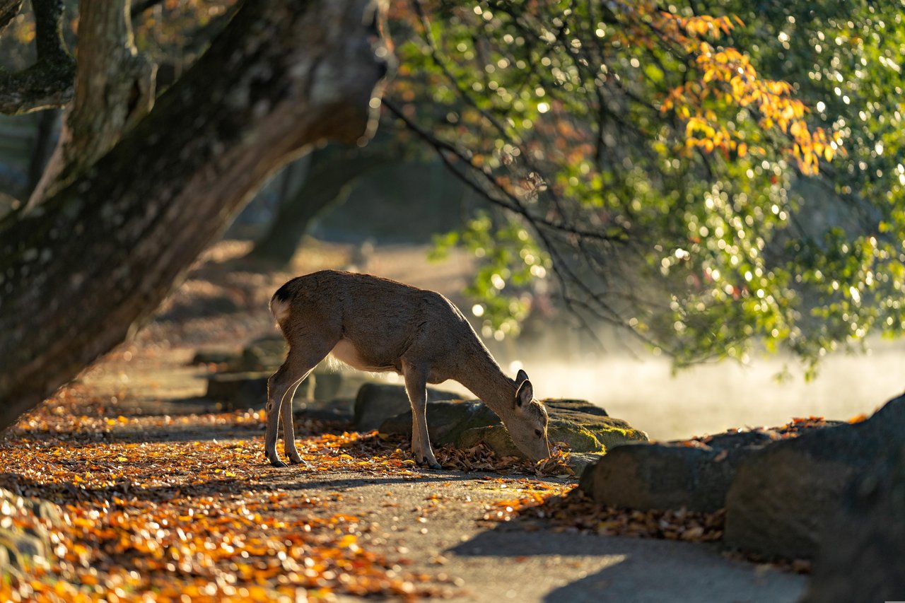 sika-deer-5772242.jpg