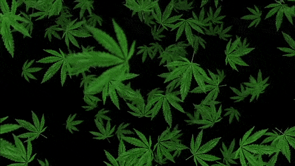 compressed marijuana leaves gif.gif