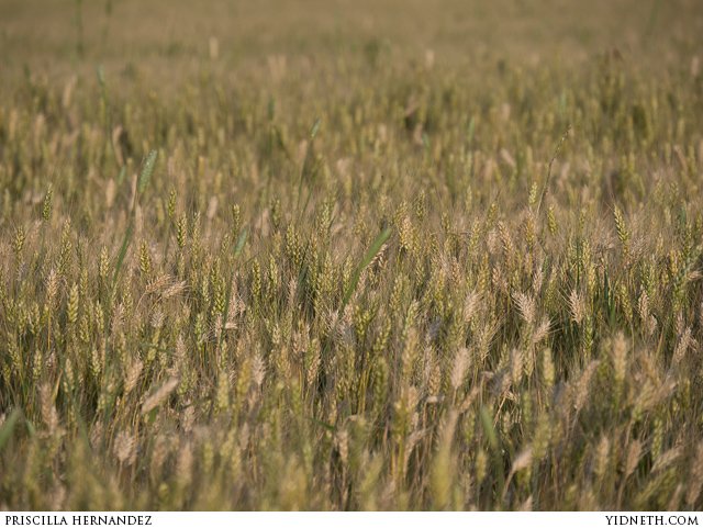 wheat - by Hector Corcin.jpg