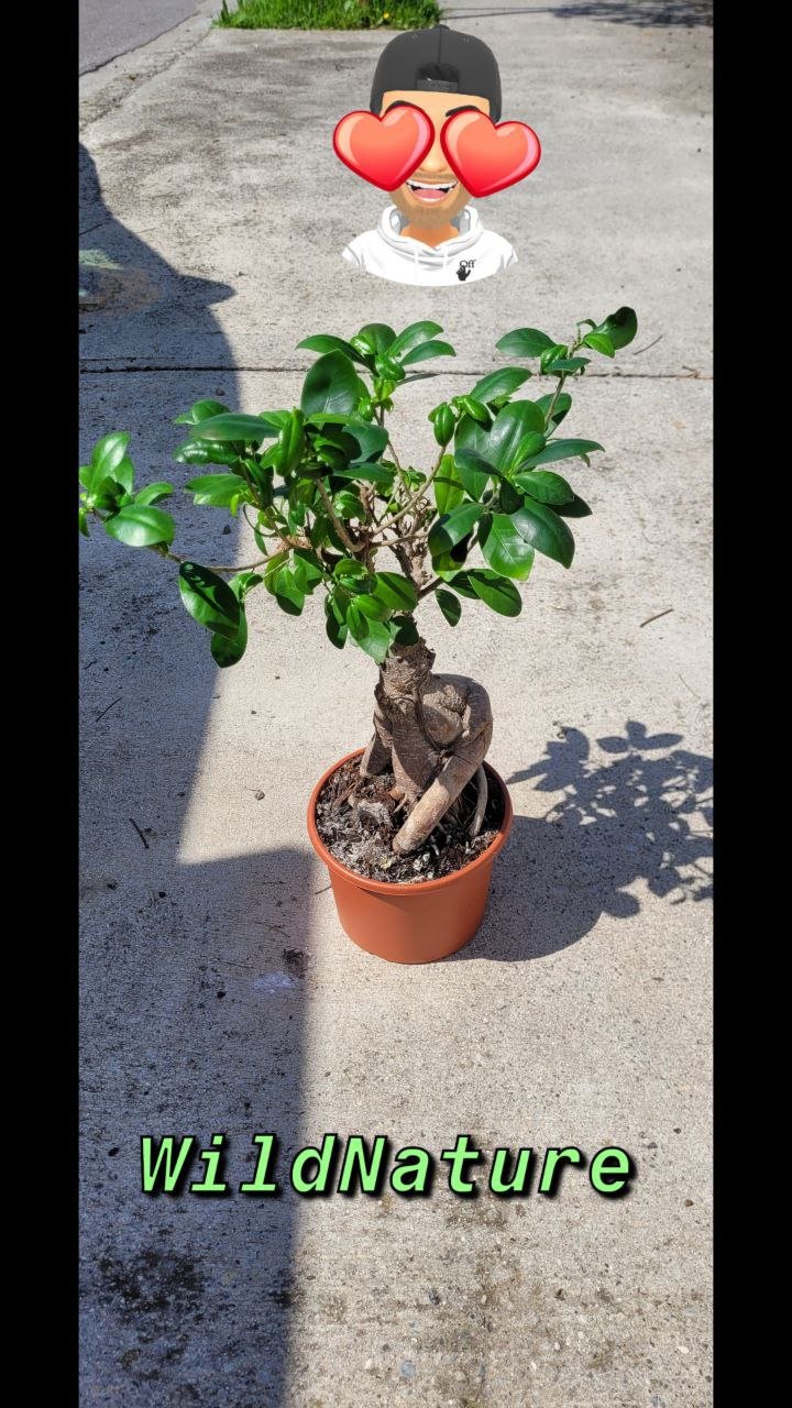 Ficus microcarpa.jpg