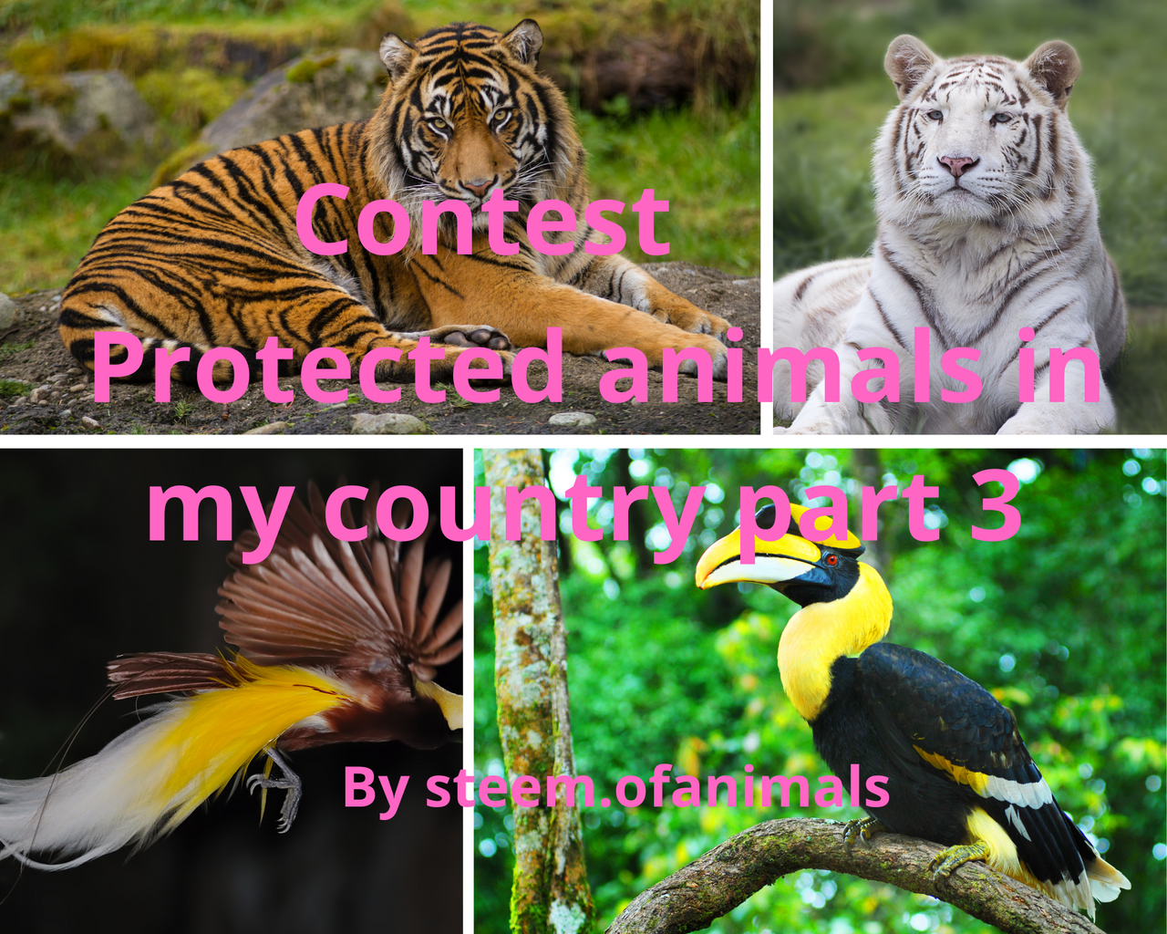 Protected animals in my country (3).png