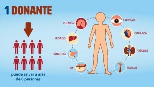 donantes-de-organos.jpg