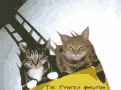 Bitcoin Cats.gif