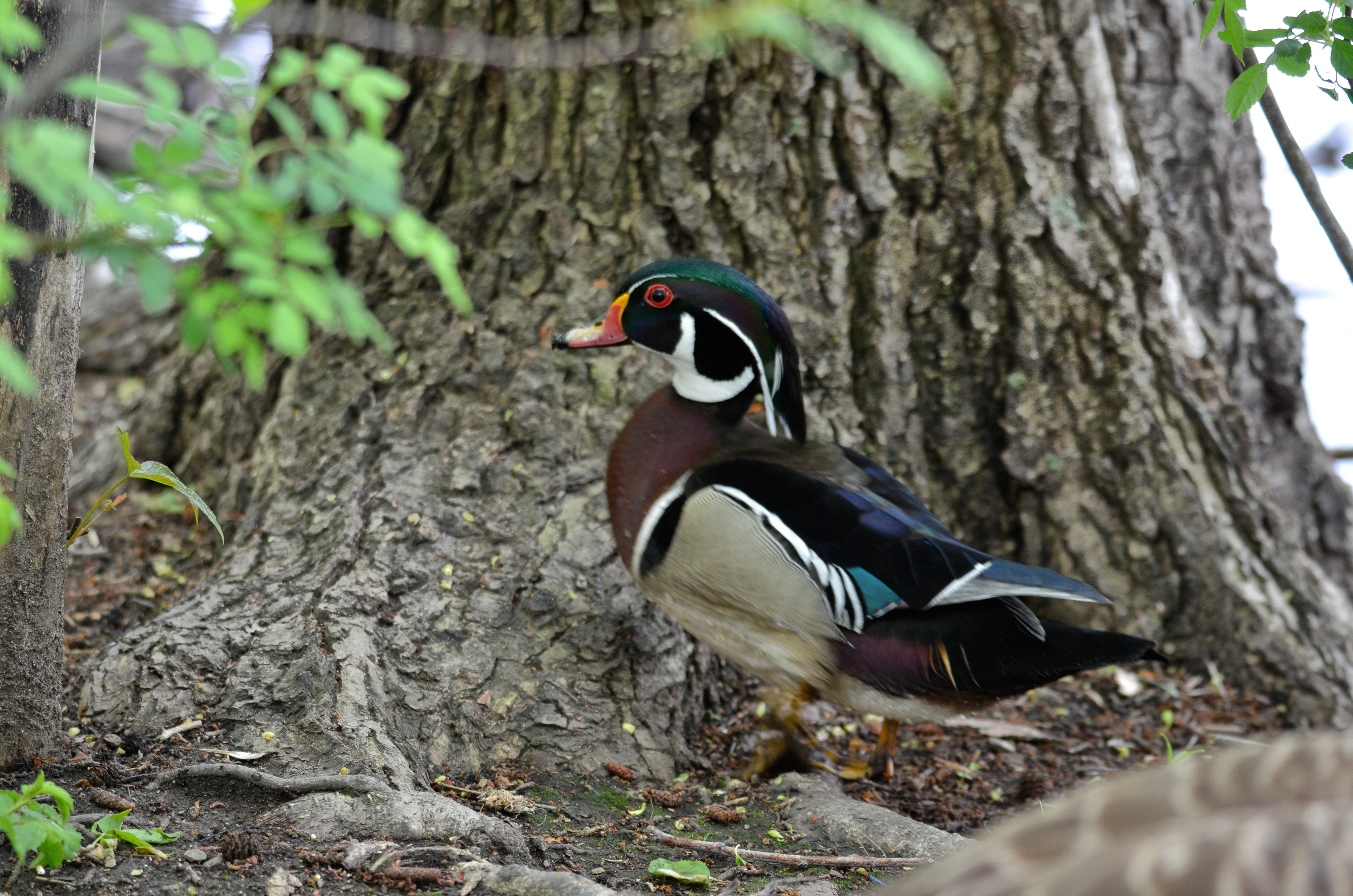 Wood Duck Land.jpg