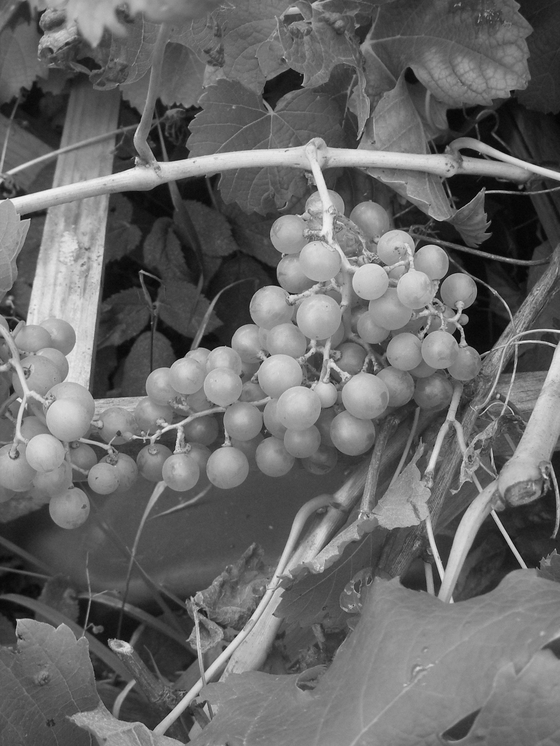 Grapes greyscale.jpg