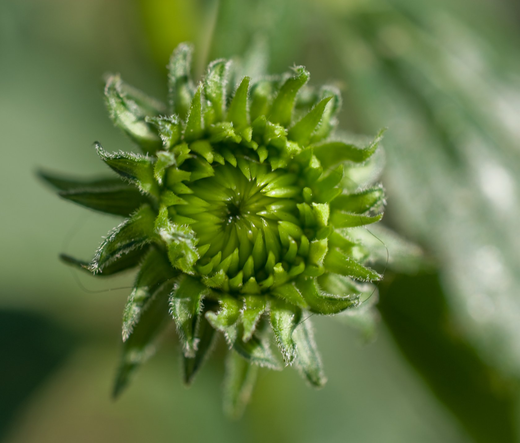 echinacea-bud-01.jpg