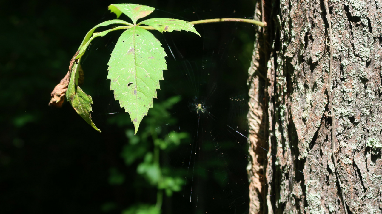 Lieber State Recreation Area at Cagles Mill Lake (11).png