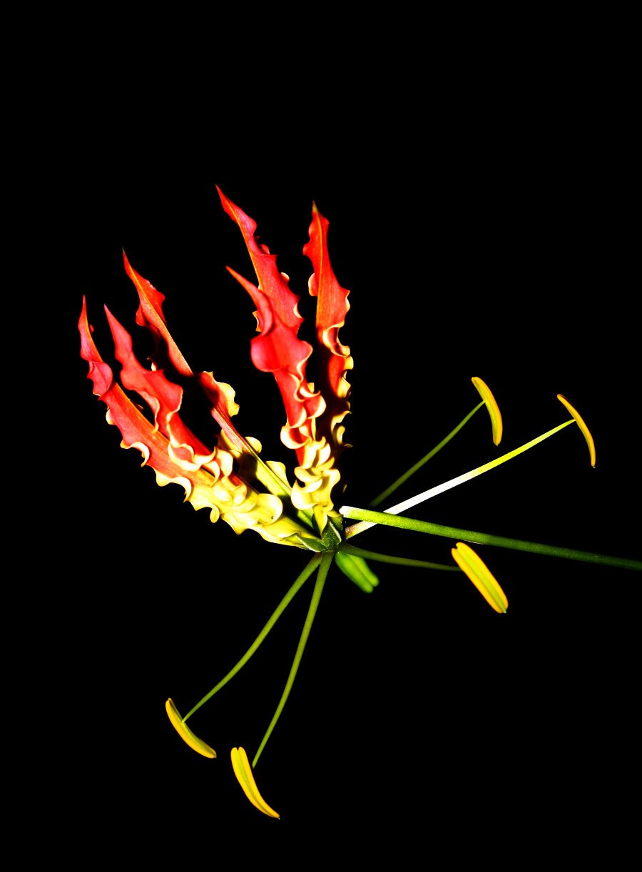 Flame_lily_(Gloriosa_superba).JPG