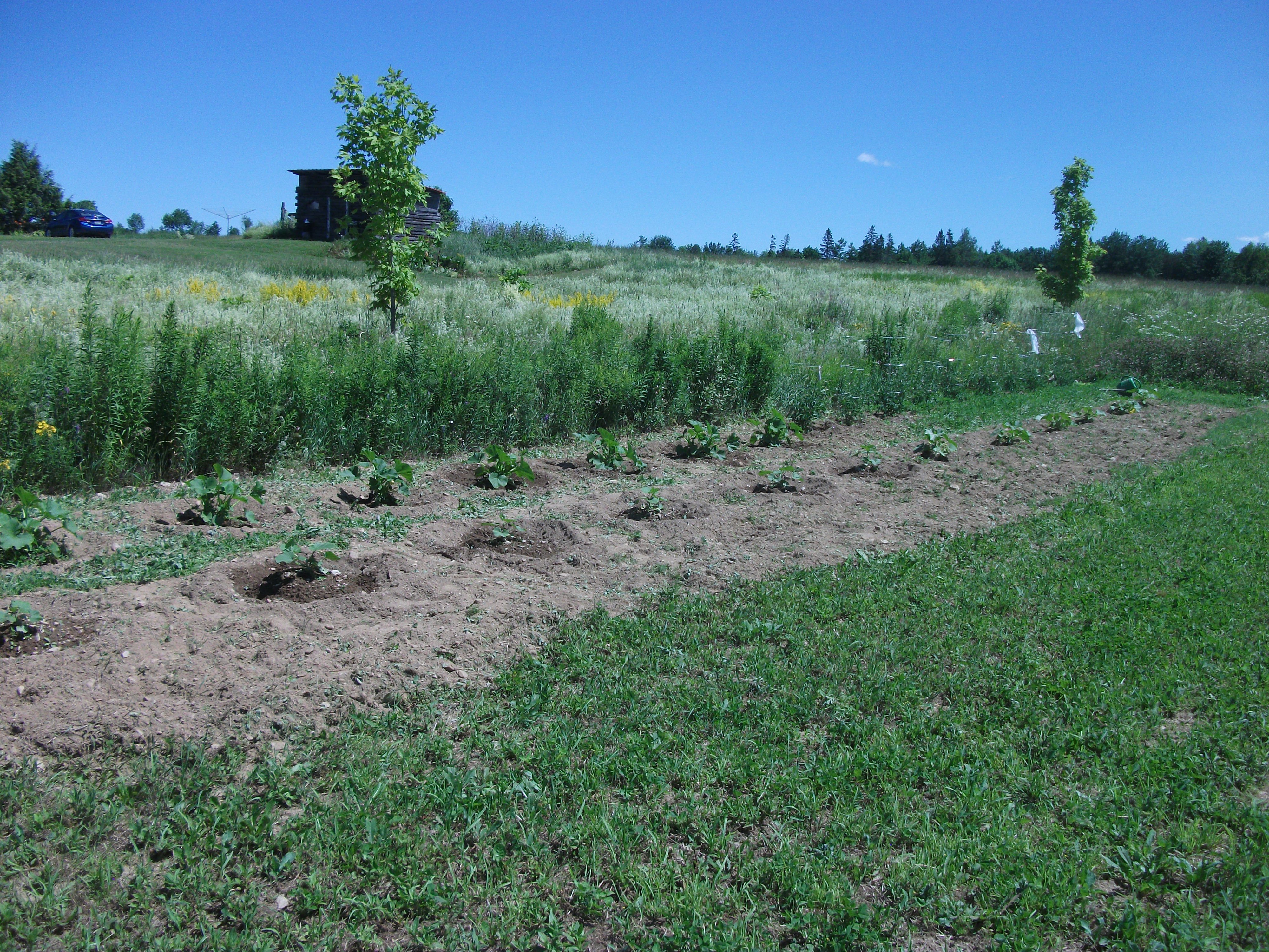 Winter squash 004.JPG