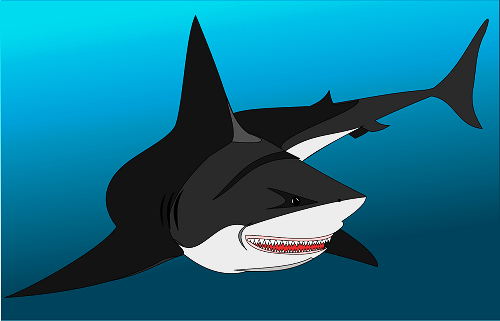 shark-2025793_1280.png