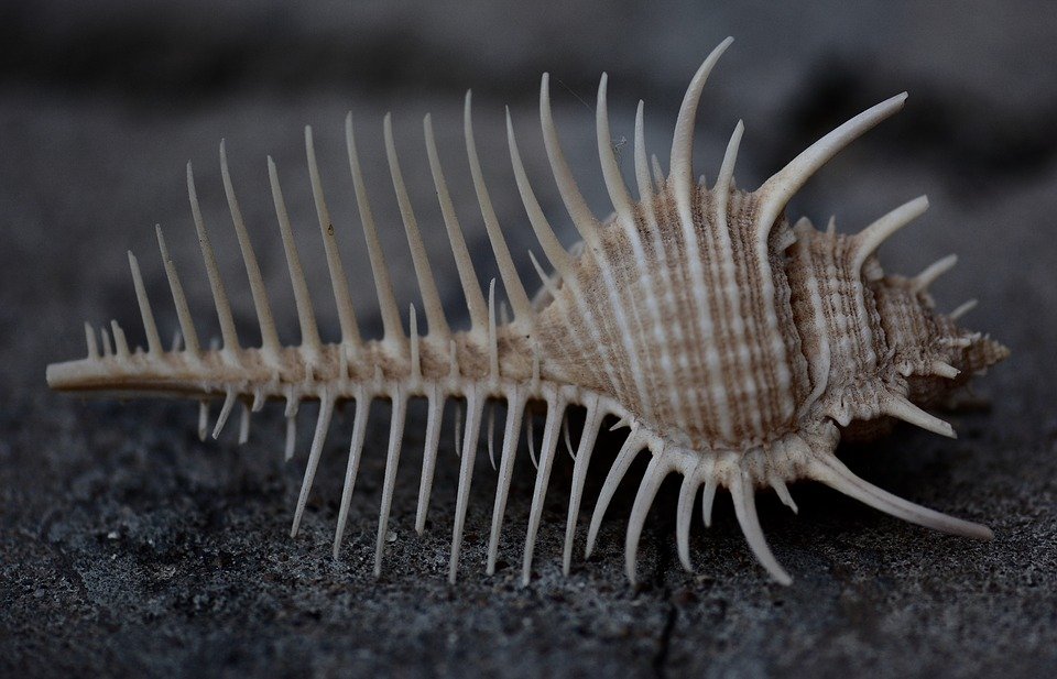 Photography-Macro-Sea-Shell-giger.jpg