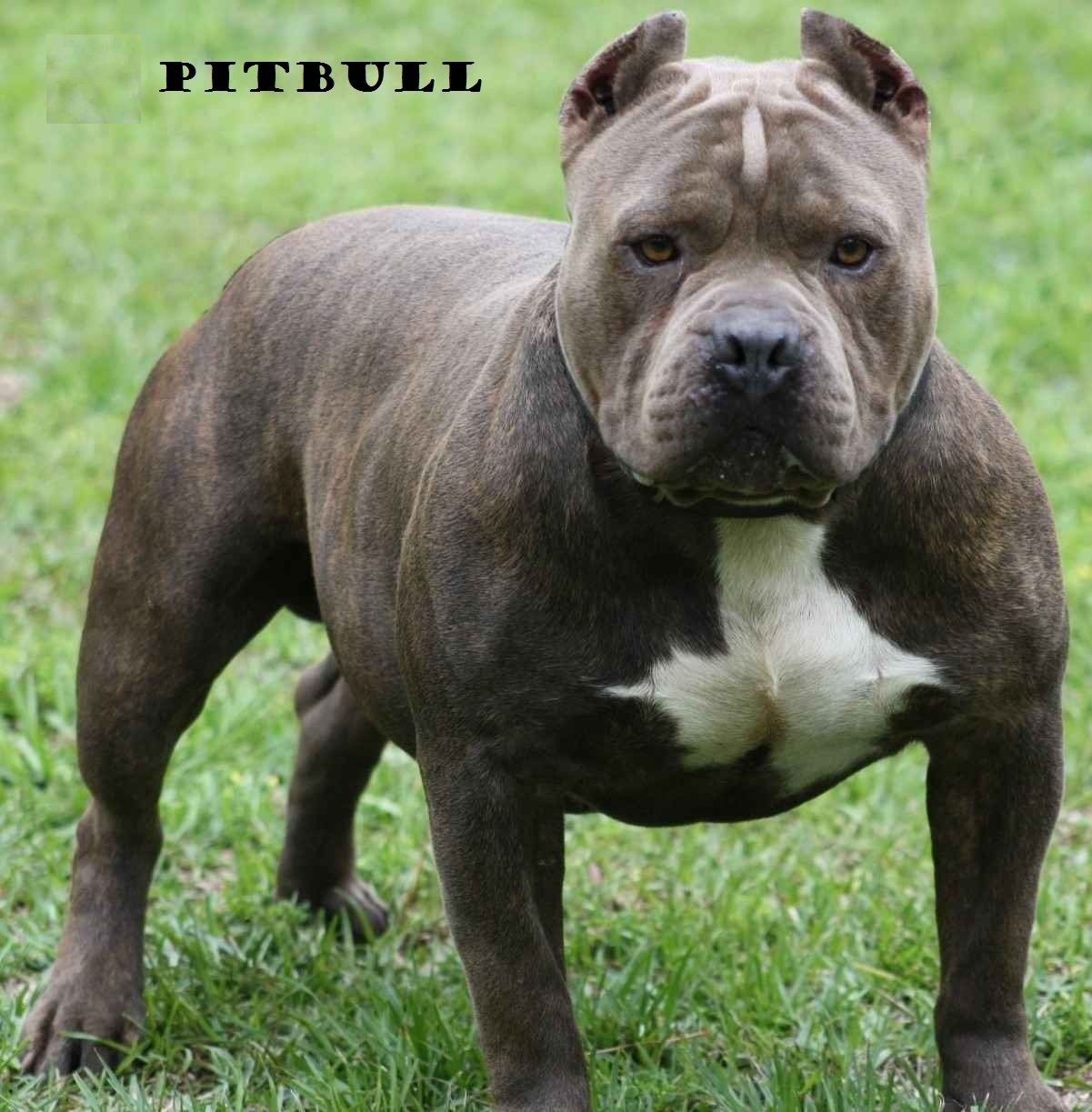 Pitbull The Most Dangerous Dog Breed In The World Steemkr