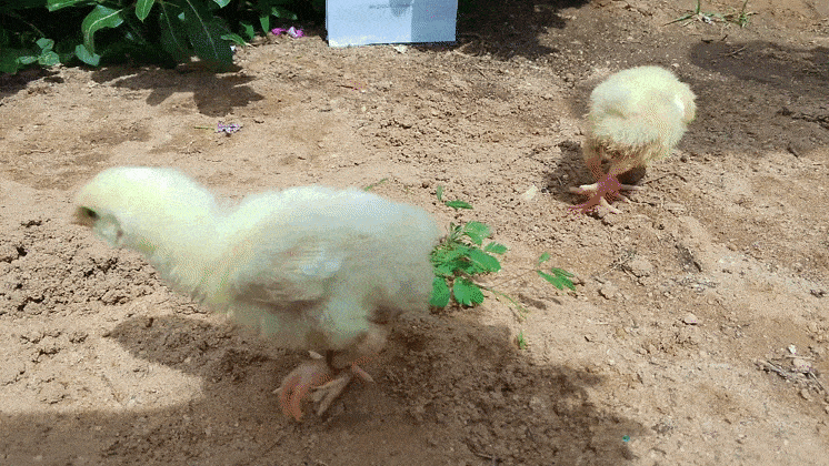 GIF_20250427_140545_521.gif