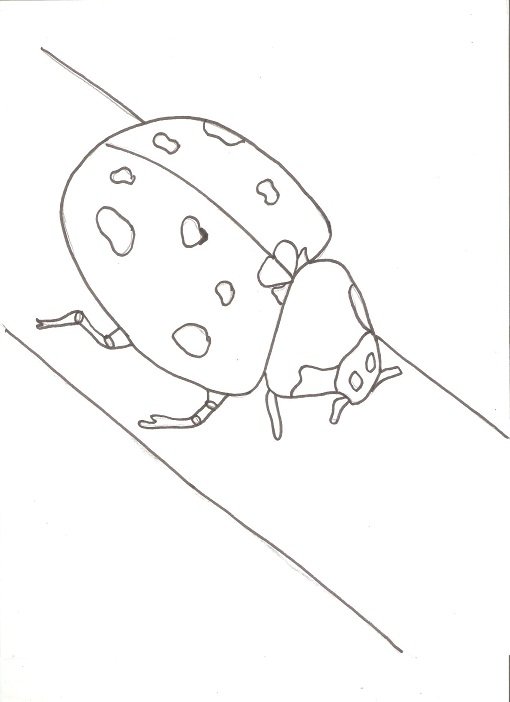 insecto1 001.jpg