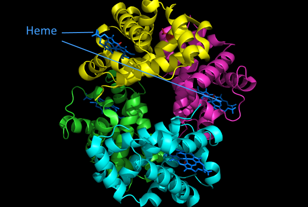 haemoglobin_2.png